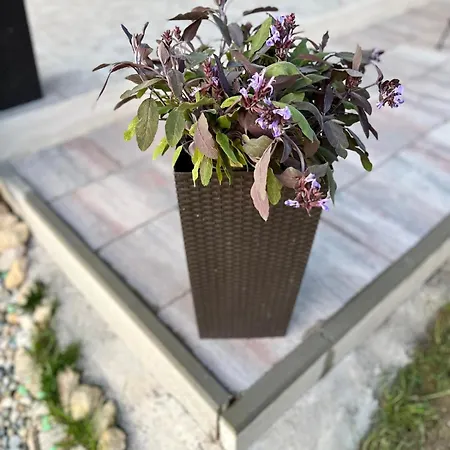 Villa El Istria Labin (Istria)